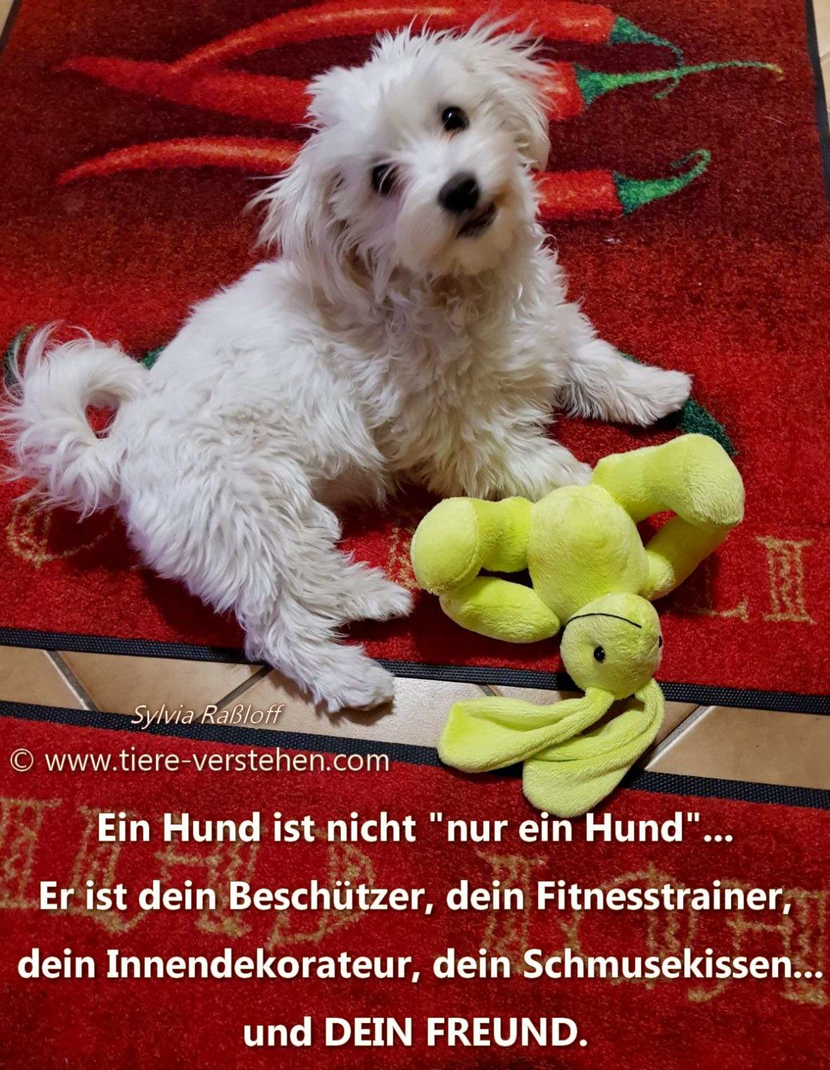 Ein Hund Ist Nicht Nur Ein Hund Tierkommunikation Und Energetik